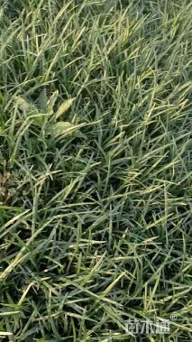 高度20厘米阔叶麦冬