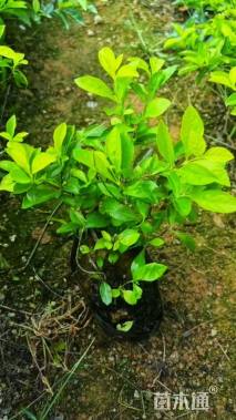 高度30厘米金叶假连翘