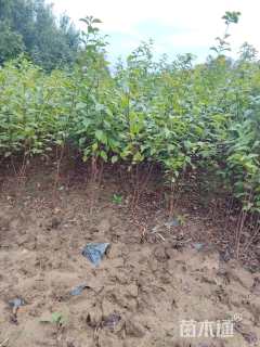 高度120厘米丛生榆叶梅