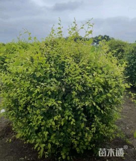 冠幅170厘米金叶榆球