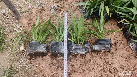 高度20厘米翠芦莉