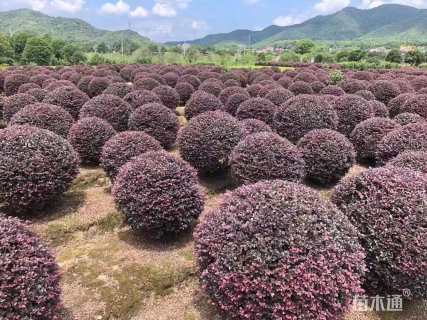 冠幅150厘米红花继木球