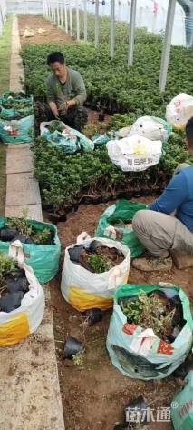 高度30厘米石岩杜鹃