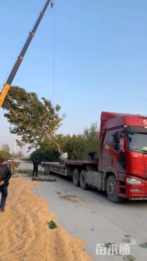 25公分速生法桐