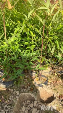 高度50厘米南天竹