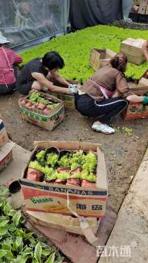 高度10厘米金叶佛甲草