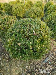 冠幅120厘米小叶黄杨球