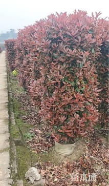 高度220厘米红叶石楠柱