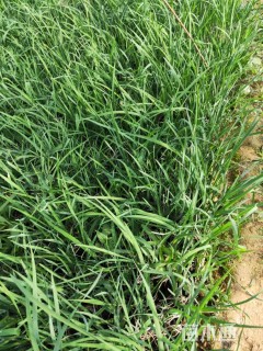 高度15厘米马兰头