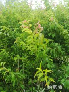 高度60厘米蜂糖李