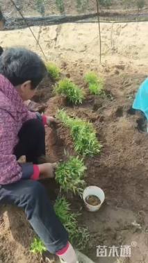 高度10厘米南天竹