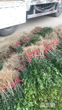 高度40厘米豆瓣黄杨