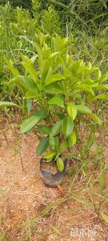 高度33厘米非洲茉莉