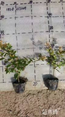 高度15厘米金叶大花六道木