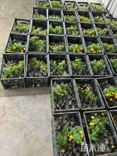 高度30厘米孔雀草