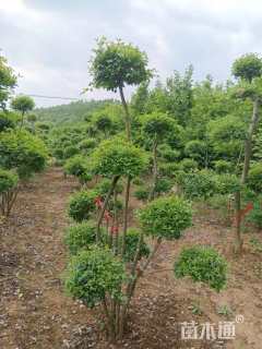 高度200厘米小叶女贞