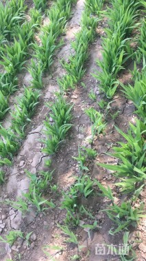 高度20厘米鸢尾