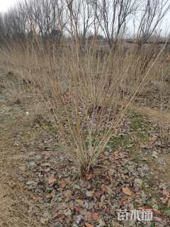 高度200厘米丛生紫荆