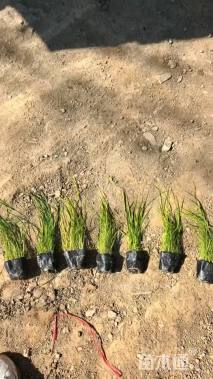 高度50厘米甘草