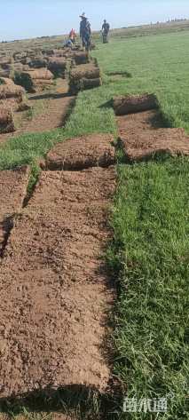 草卷状百慕大草