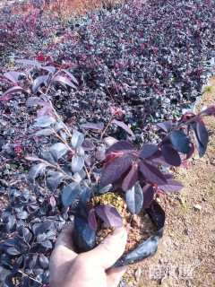 高度30厘米红花继木小苗