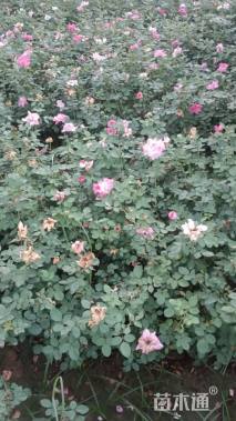 高度40厘米品种月季