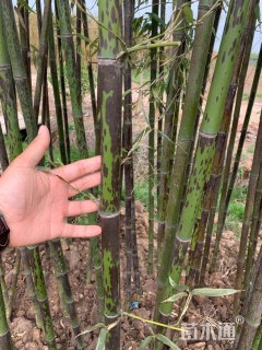 地栽苗斑竹