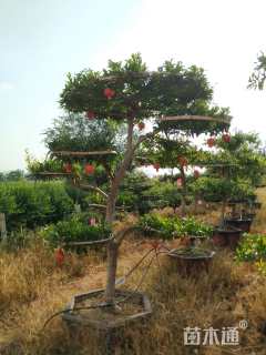 10公分造型石榴树