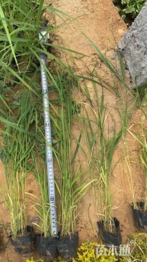 高度50厘米芦苇小苗