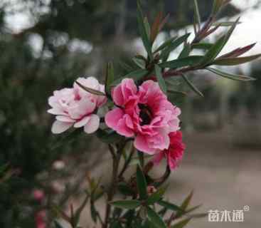高度30厘米澳洲茶