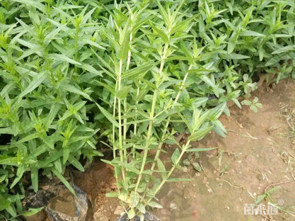 高度30厘米千屈菜