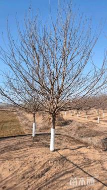 11公分染井吉野樱