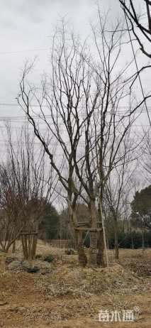 80公分(5杆)丛生乌桕