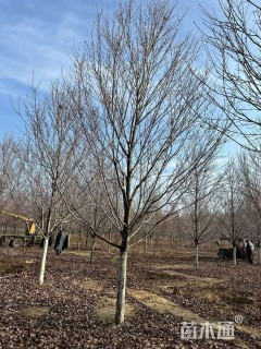 20公分美国红枫