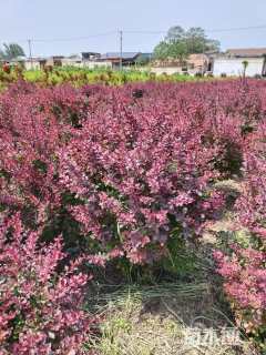 高度120厘米红叶小檗