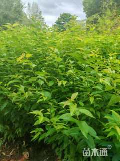 0.8公分福建山樱花