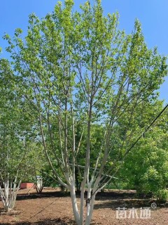 高度300厘米丛生杜仲