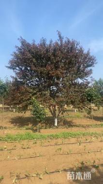 13公分红叶碧桃