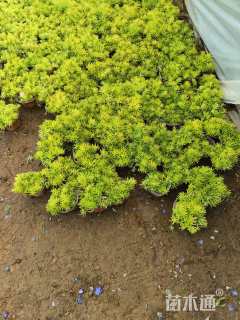 高度6厘米金叶佛甲草