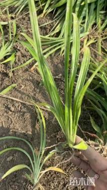 高度25厘米吉祥草