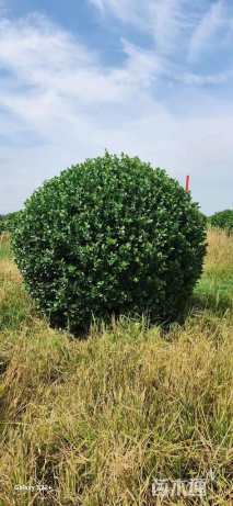 冠幅250厘米卫矛球