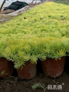 高度21厘米金叶佛甲草