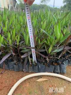 高度25厘米翠芦莉