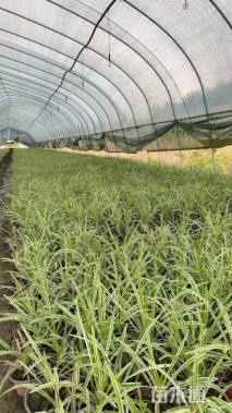 高度20厘米金边麦冬