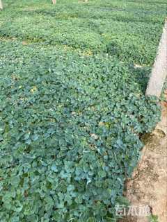 高度25厘米耧斗菜