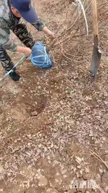 冠幅80厘米金叶榆球