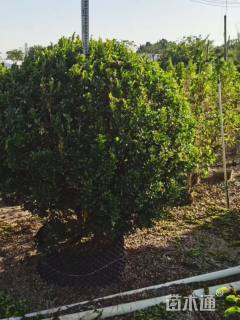 高度150厘米米兰球