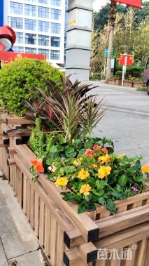 高度20厘米丽格海棠