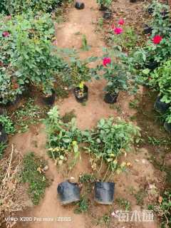 高度30厘米丰花月季