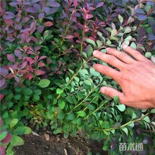 高度35厘米红叶小檗